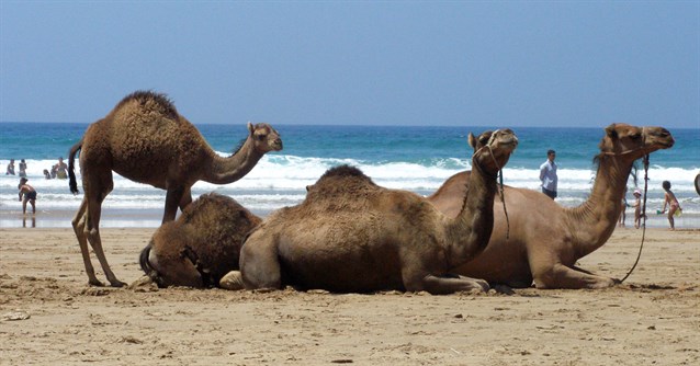 asilah_camellos_en_la_playa