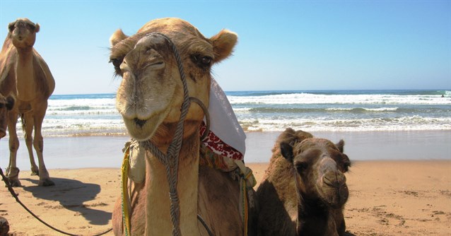 playa_con_camellos_asilah