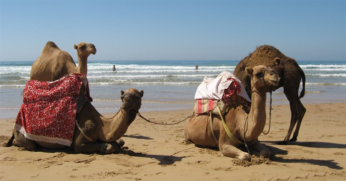 orilla_playa_asilah_con_camellos
