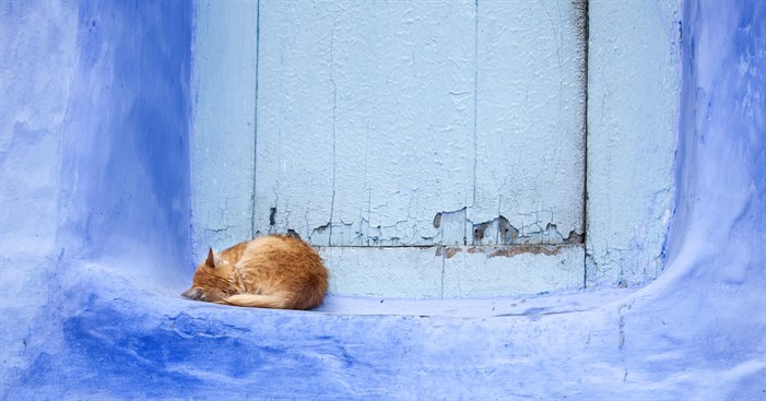 gatos_de_chefchaouen