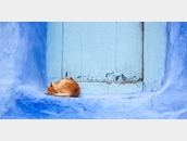 gatos_de_chefchaouen
