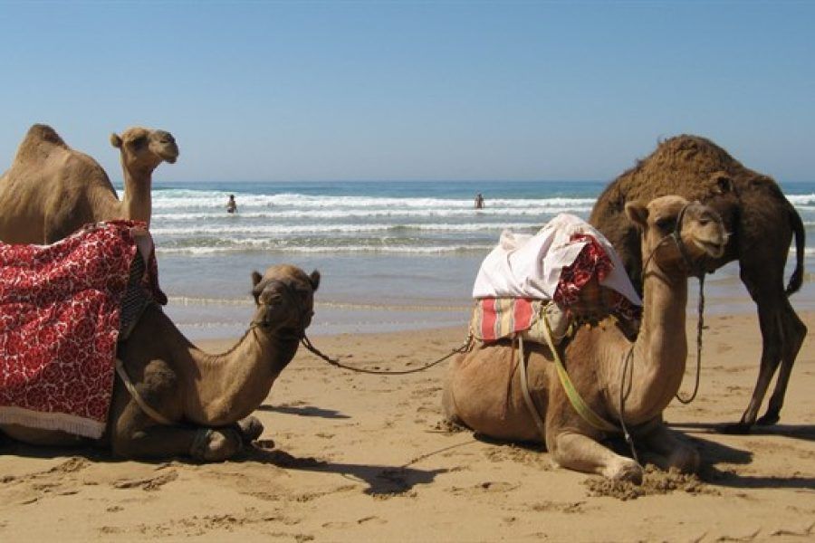 Dos camellos decorados descansando en la orilla de la playa de Asilah con las olas del Atlántico al fondo