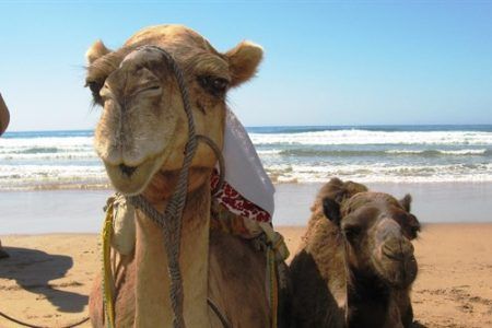 Primer plano de camello con arreos tradicionales en la playa de Asilah mirando a cámara con el Atlántico de fondo