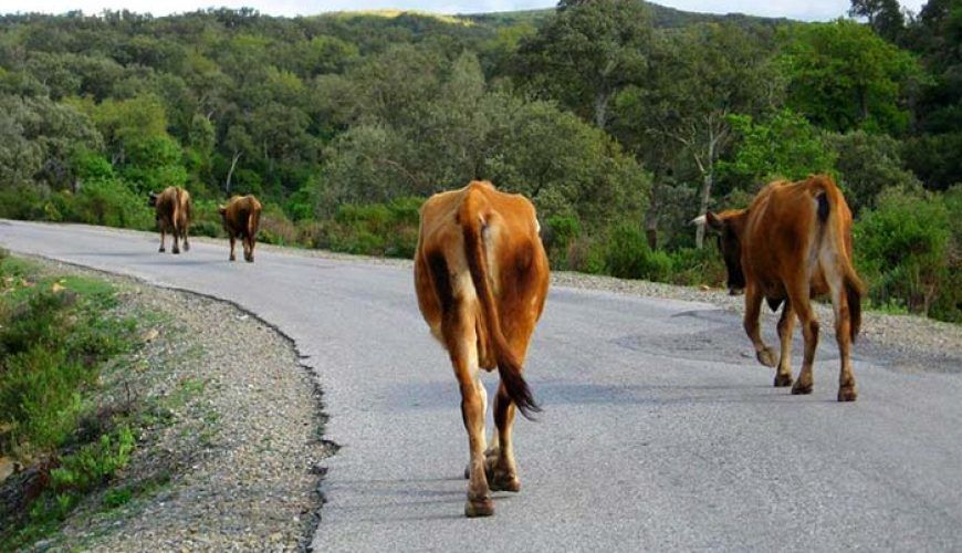 Conducir y llevar tu coche a Marruecos