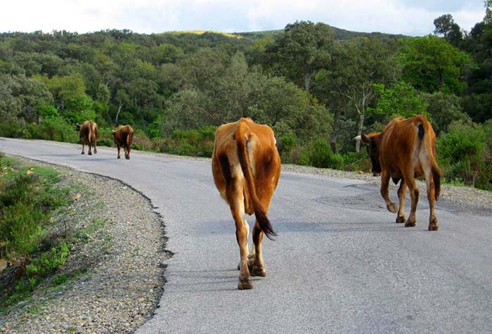 Conducir y llevar tu coche a Marruecos