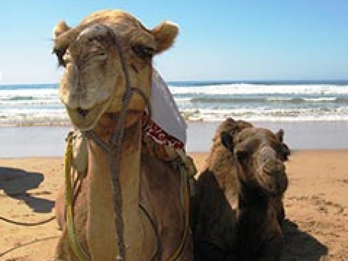 Excursiones a Marruecos desde Tarifa — Descubre Marruecos