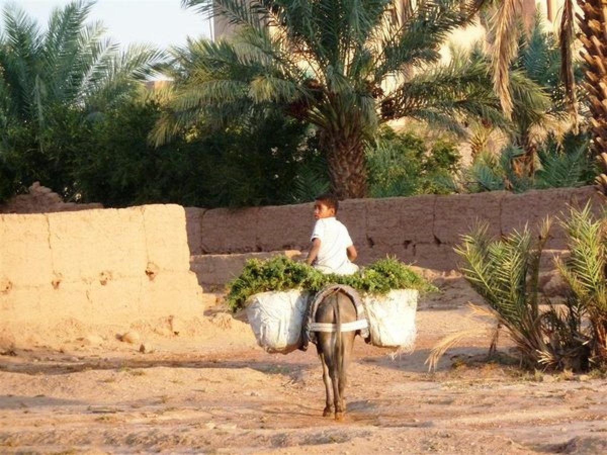 Río Draa atravesando palmerales en ruta a Zagora Marruecos valle fértil