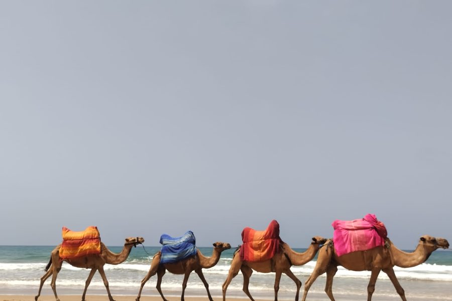 Viaje Organizado a Essaouira: Vive la Magia del Atlántico en 4 Días