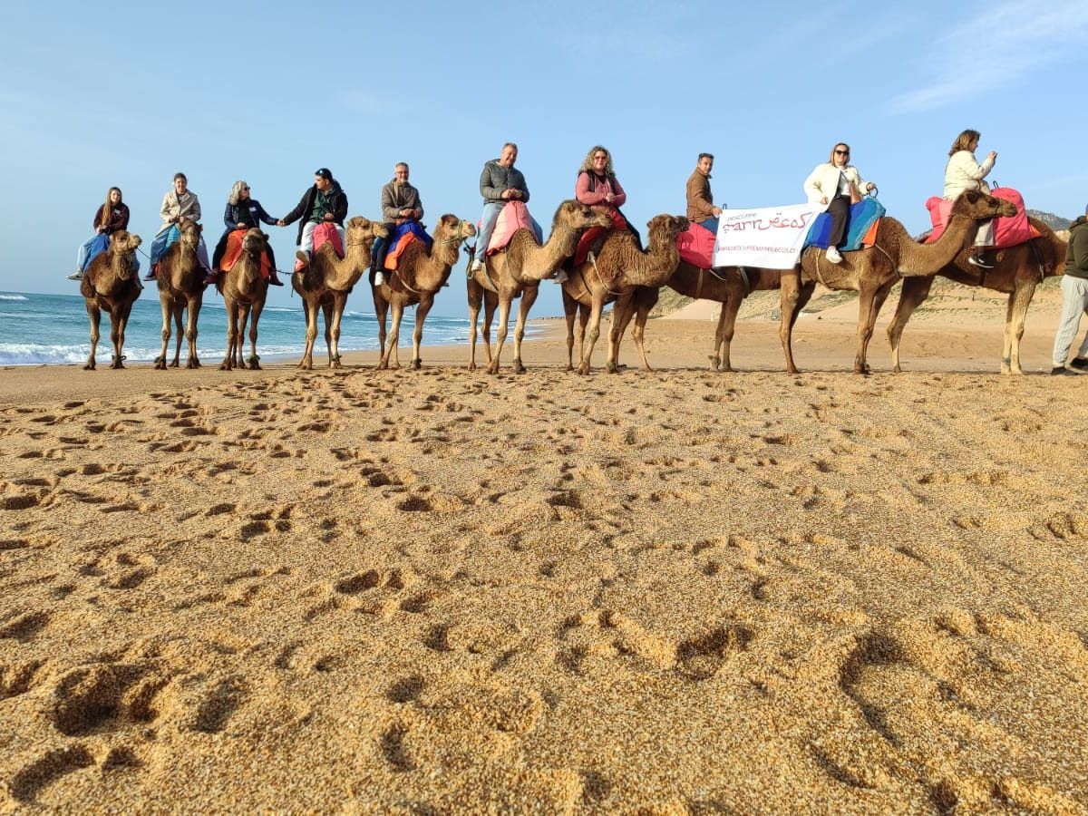 Camellos en Essaouira