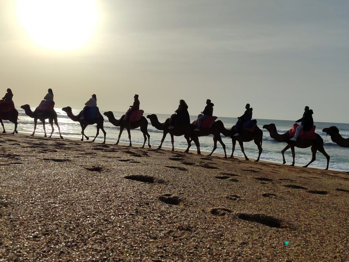 Camellos en la playa de Essaouira