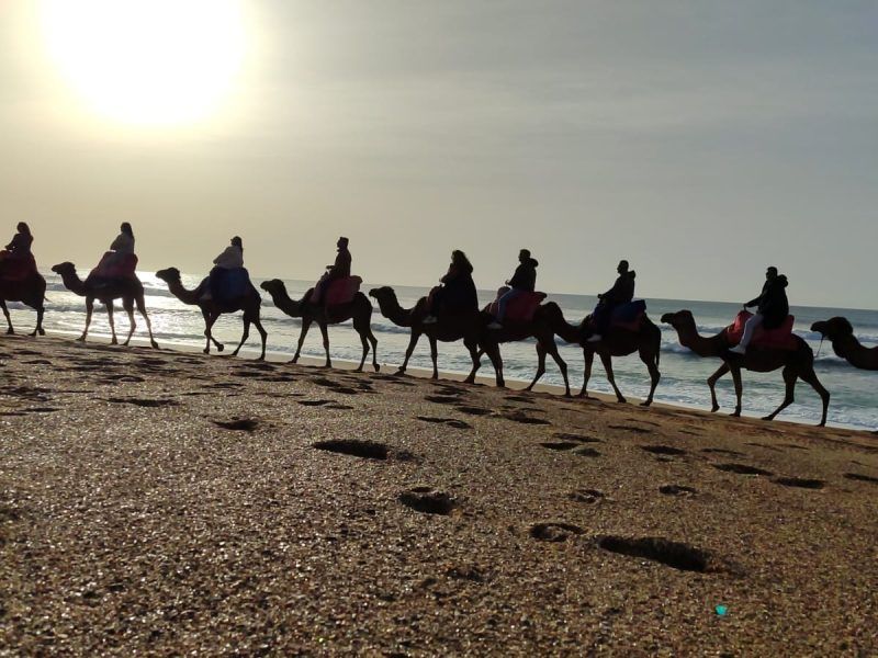 Camellos en una de las mejores playas de Marruecos en verano