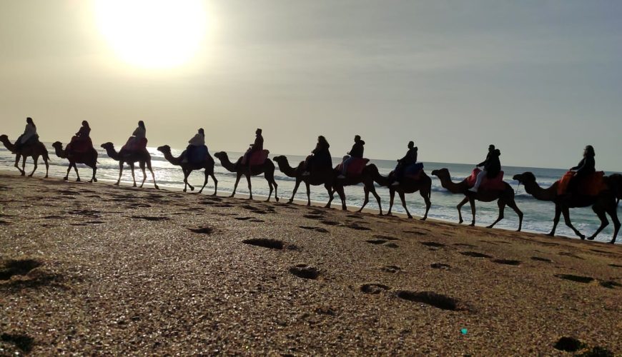 Camellos en una de las mejores playas de Marruecos en verano