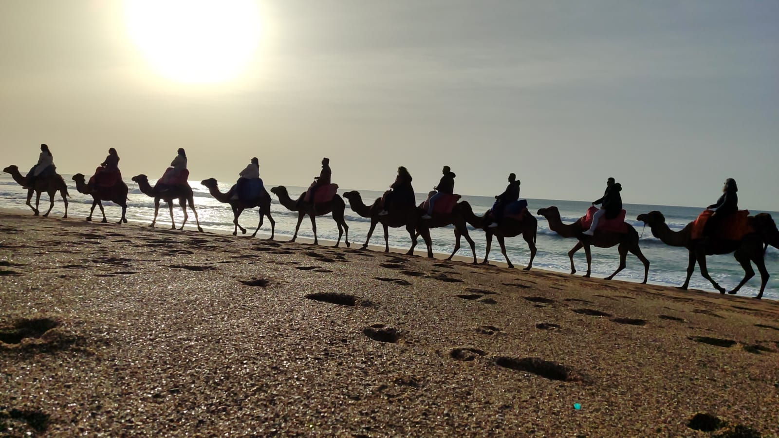 Camellos en una de las mejores playas de Marruecos en verano