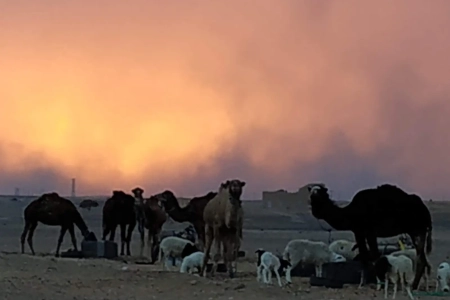 Caravana de camellos en silueta al atardecer en Merzouga