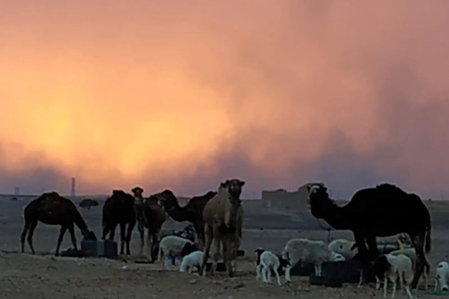 Caravana de camellos en silueta al atardecer en Merzouga