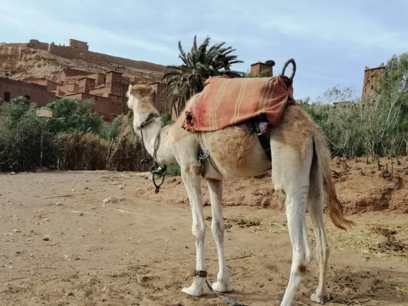 Kasbah de Aït Ben Haddou con un dromedario en primer plano